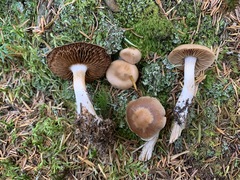 Cortinarius malachius