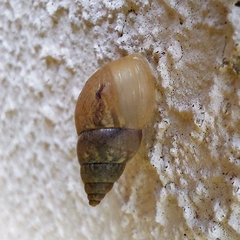 Bulimulus