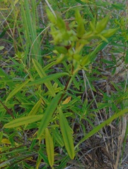Hypericum kalmianum