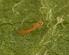 Aptinothrips rufus
