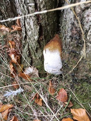 Ganoderma resinaceum