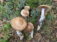 Cortinarius malachius