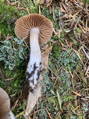 Cortinarius malachius