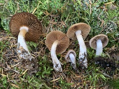 Cortinarius malachius