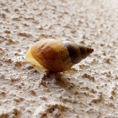 Bulimulus
