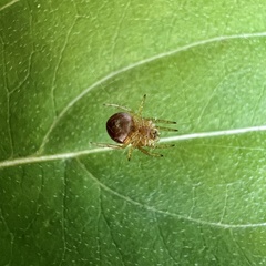 Araniella displicata