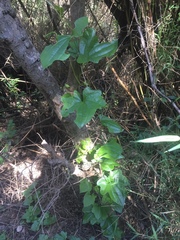 Dioscorea bryoniifolia