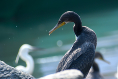 Phalacrocorax