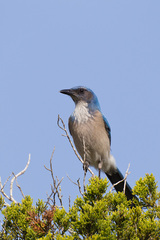 Woodhouse's Scrub-Jay photo 4