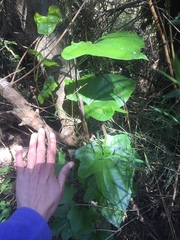 Dioscorea bryoniifolia