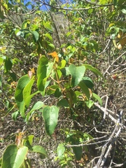 Aristotelia chilensis