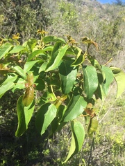 Aristotelia chilensis