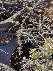 Ceanothus pauciflorus
