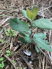 Lonicera periclymenum