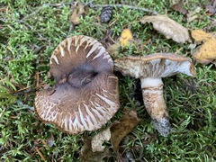 Tricholoma