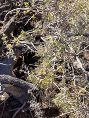 Ceanothus pauciflorus