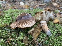 Tricholoma