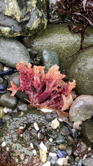 Chondrus crispus