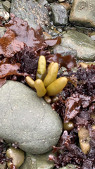 Halosaccion glandiforme