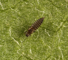 Dendrothrips degeeri