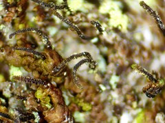 Frullania bolanderi