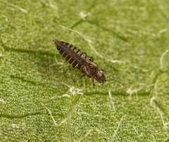 Dendrothrips degeeri