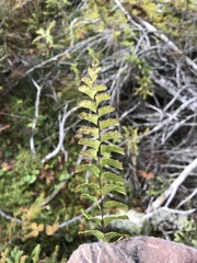 Adiantum viridimontanum