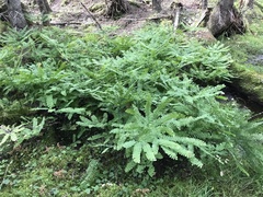 Adiantum viridimontanum