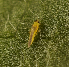 Dendrothrips degeeri