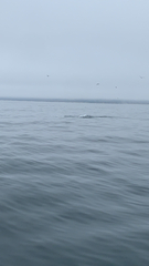 Megaptera novaeangliae