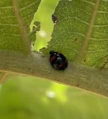 Coccinellidae