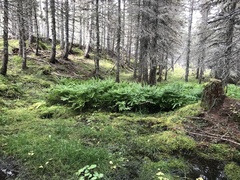 Adiantum viridimontanum