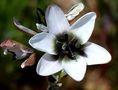 Ixia versicolor
