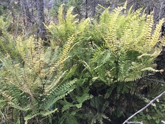 Adiantum viridimontanum