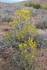 Pteronia pallens