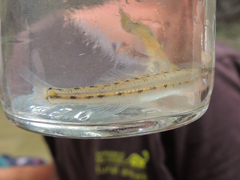Ammocrypta pellucida