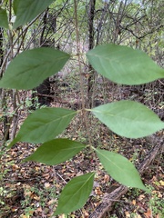 Lonicera maackii