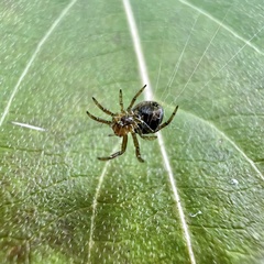 Araniella displicata