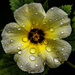 Cuban Buttercup - Photo (c) Nil Rodrigues, some rights reserved (CC BY-NC), uploaded by Nil Rodrigues