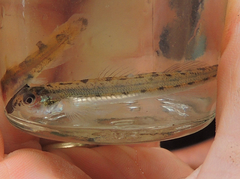 Ammocrypta pellucida