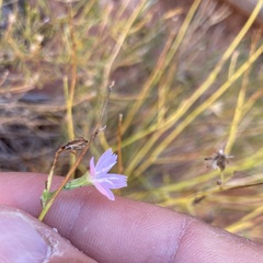 Stephanomeria tenuifolia