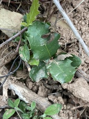 Quercus coccifera