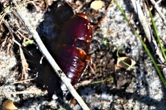 Eurycotis floridana