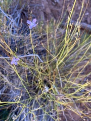 Stephanomeria tenuifolia