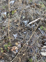 Thamnophis elegans elegans