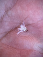 Stephanomeria tenuifolia