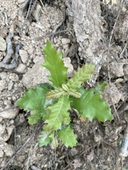 Quercus coccifera