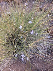 Stephanomeria tenuifolia