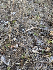 Thamnophis elegans elegans