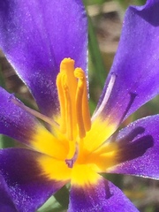 Calydorea xiphioides